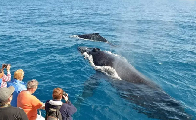 1551841752-whale-watching-sri-lanka